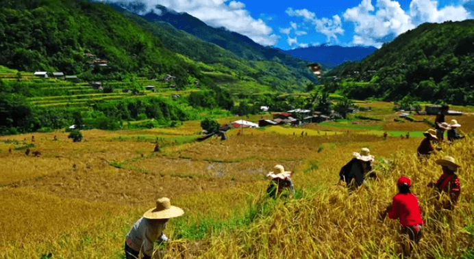 rice landscape